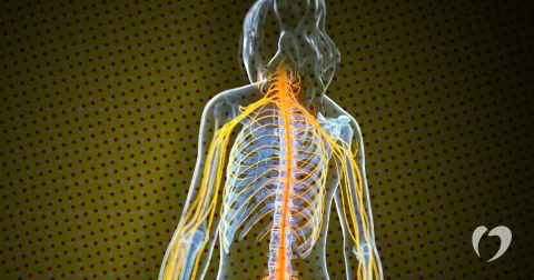 2017-October-Vagus-Nerve-1.jpg
