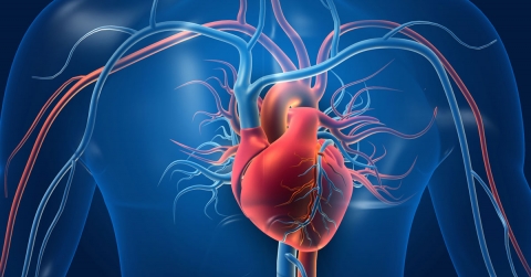 heart-valves-and-how-they-work-oklahoma-heart-hospital.jpg