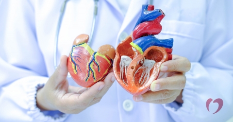 understanding-the-heart-atria-oklahoma-heart-hospital.jpg